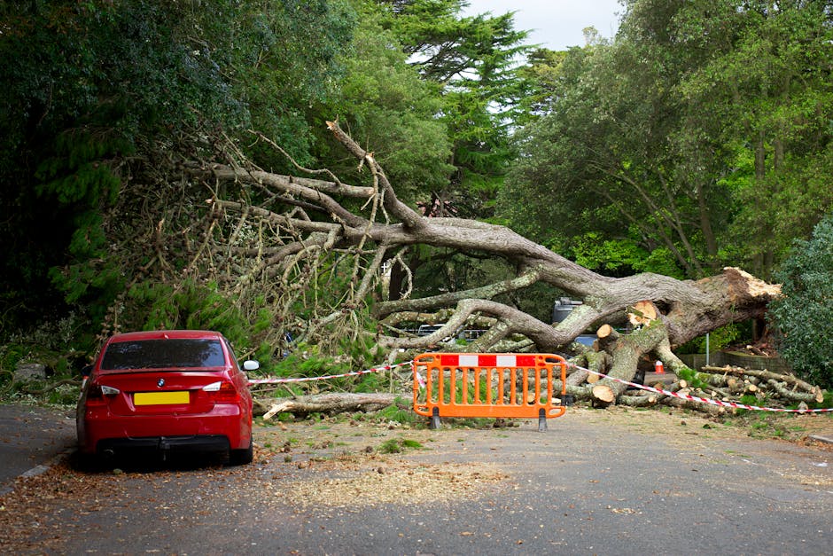 A large fallen tree with thick branches and a section of trunk has collapsed across a residential street, blocking the roadway and encroaching onto the pavement. The tree, which appears to have broken